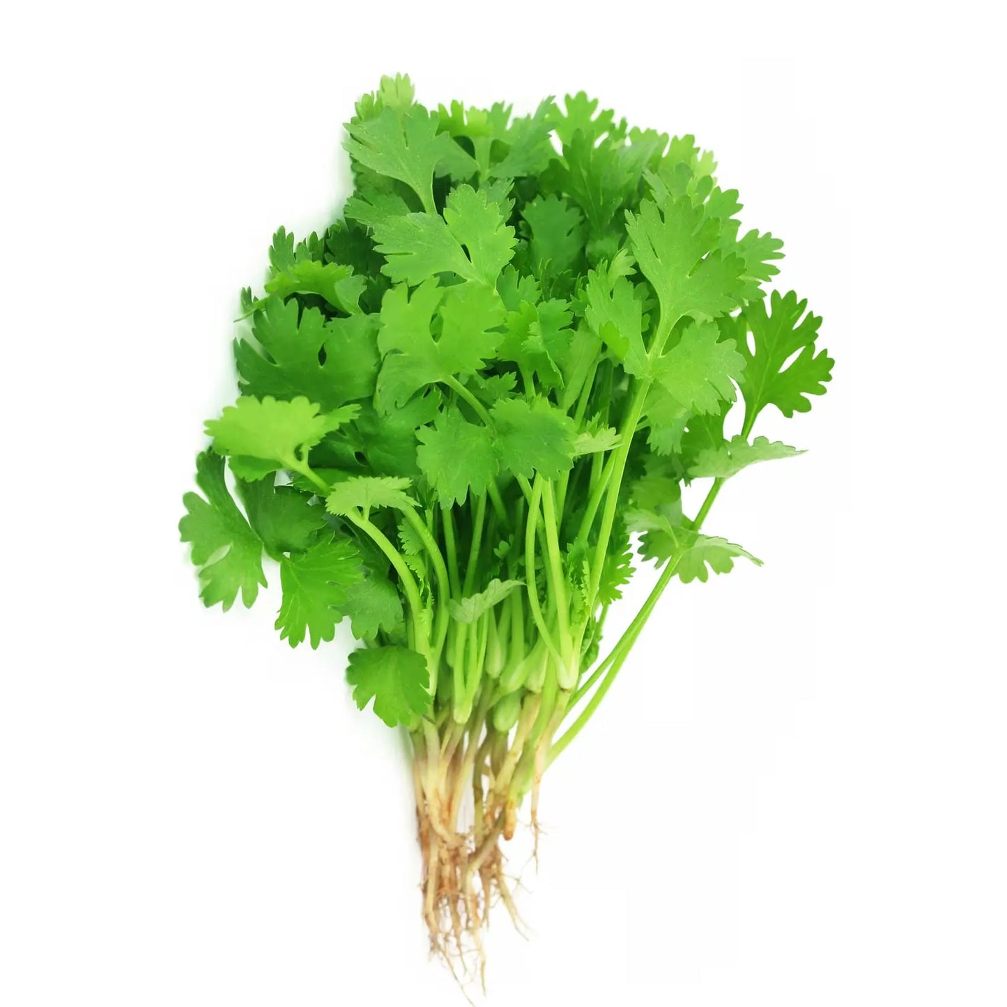 Fresh Coriander Local