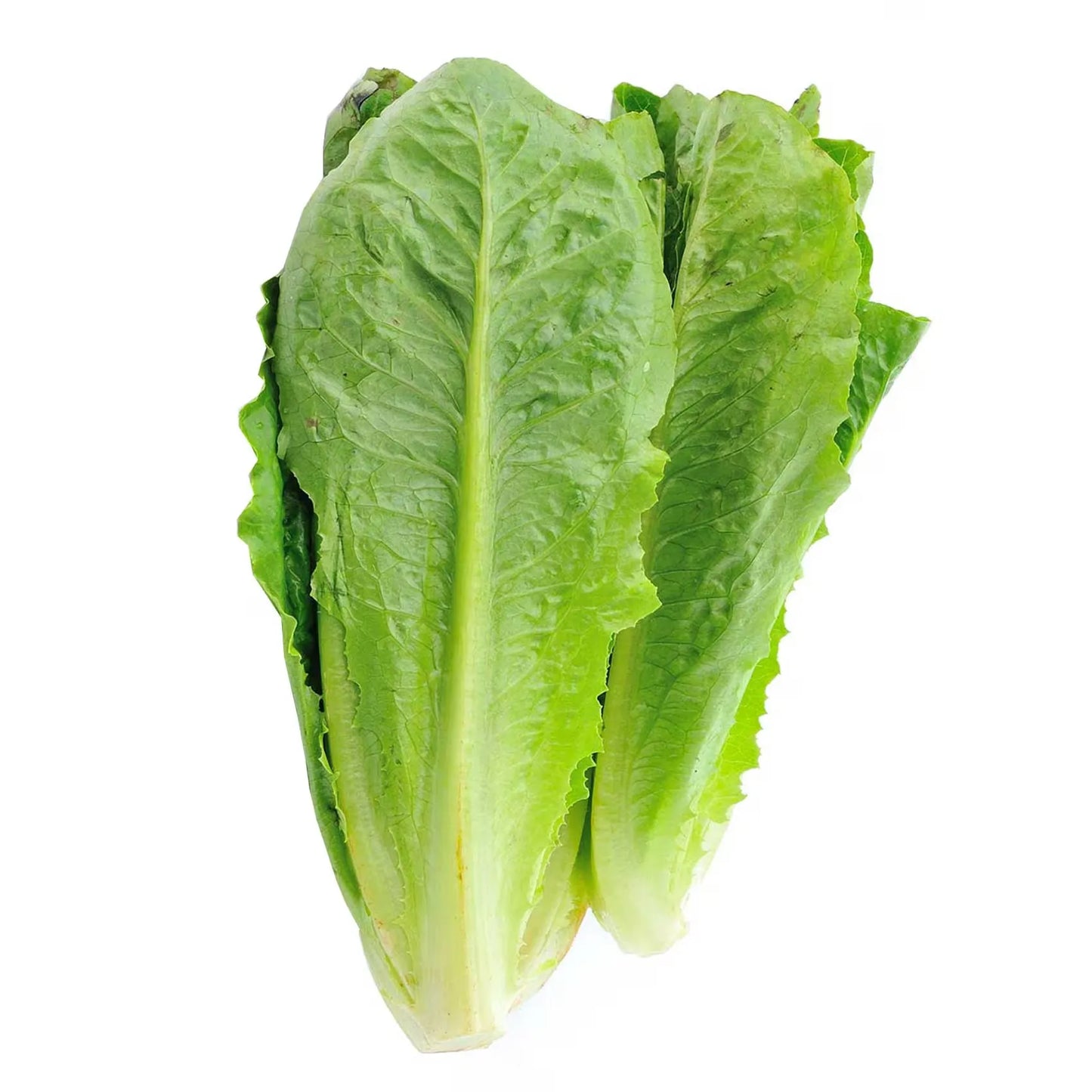 Lettuce Romaine